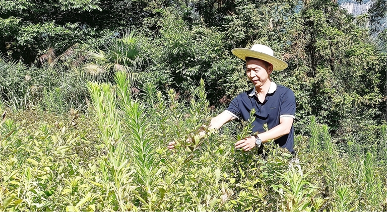 曾涛察看作物长势。