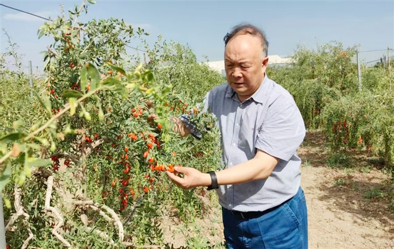段金廒在宁夏枸杞基地调研。