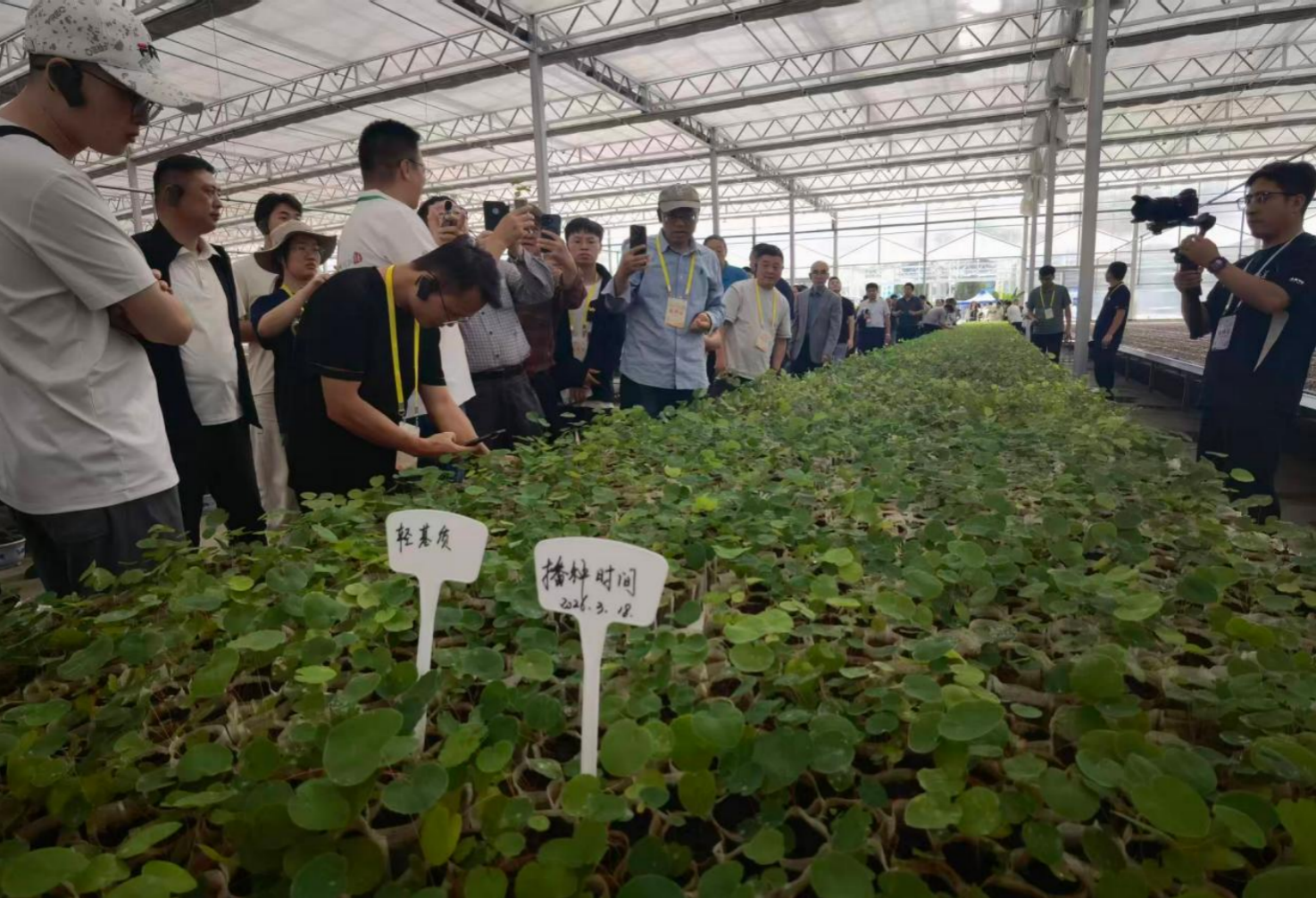 与会专家企业家参观漳县淫羊藿工厂化育苗基地。